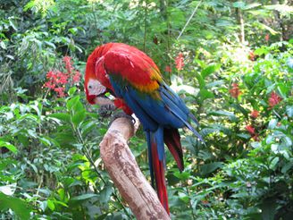 Red macaw.jpg