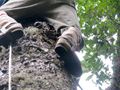 Climbing Araucaria for Pinhao - special boots.jpg