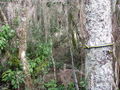 Raised net pipe looking back from swamp araucaria.jpg