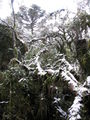 Forest in the snow.jpg