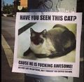 Awesome not lost cat.jpg