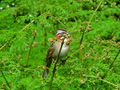 Sparrow on ferns.jpg