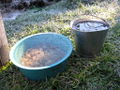 Ice in the water buckets.jpg