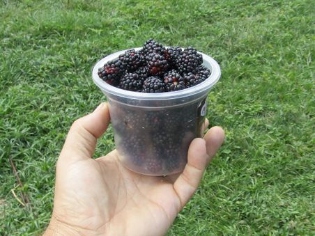 Pot of blackberries.jpg