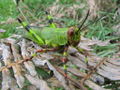 Green and red cricket.jpg