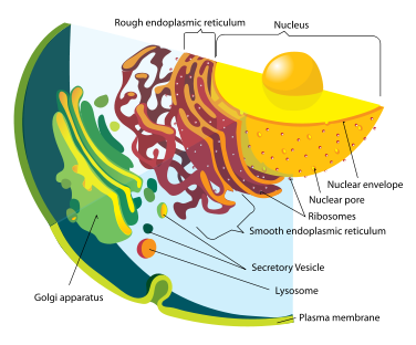 Endomembrane system diagram.png