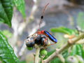 Colourful insect on black fruit.jpg