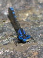Blue dragonfly on rock.jpg