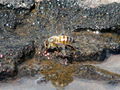 Bee drinking from river.jpg