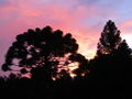 Araucaria-sunset-2.jpg