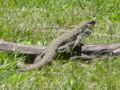 Lizard in the garden (not Leelee) with chopped tail.jpg