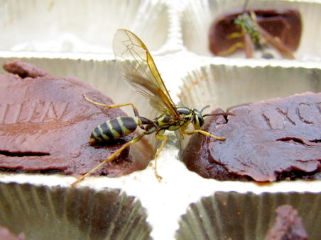 Wasp drinking liqueur chocolate.jpg