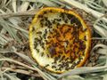Ants eating orange peel.jpg