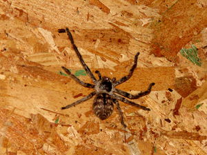 Big spider moved inside.jpg