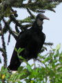 Vulture in swamp tree.jpg