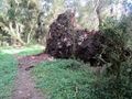 Fallen tree by forest road.jpg