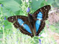 Blue butterfly on chia.jpg