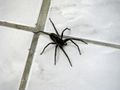 Huge spider in toilet 2.jpg