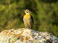 Yellow breasted woodpecker on rock.jpg
