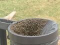 Rubbish bin full of bees.jpg