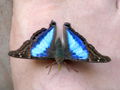 Blue butterfly on my foot 2.jpg