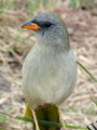 Yellow Aparados bird (close).jpg