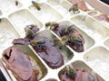 Bees drinking liqueur chocolate 1.jpg
