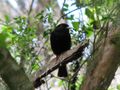 Small black bird in tree.jpg