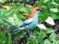 Blue and red bird eating berry.jpg