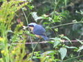 Blue and yellow bird with seed.jpg