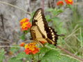 Florianopolis butterfly 4.jpg