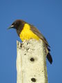 Yellow chested bird on pole.jpg