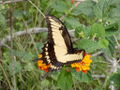 Florianopolis butterfly 1.jpg