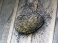 Wasps nest on new house 2.jpg