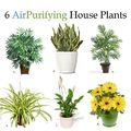 Air purifying plants.jpg