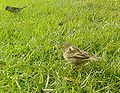 Sparrows.jpg