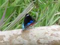 Blue butterfly.jpg