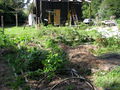 House and vege patch Jan 2014.jpg