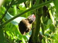 Baby woodpecker in chia 2.jpg