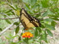 Florianopolis butterfly 3.jpg