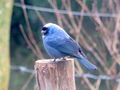 Blue bird on fence post.jpg